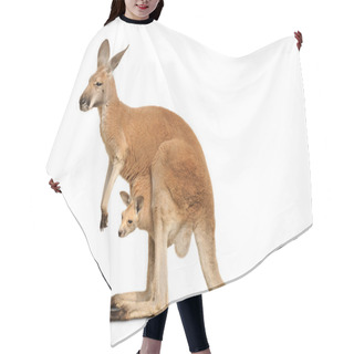 Personality  Isolated Kangaroo With Cute Joey Hair Cutting Cape