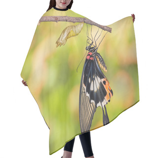 Personality  Female Yellow Body Great Mormon Butterfly Emerged From Cocoon Hair Cutting Cape