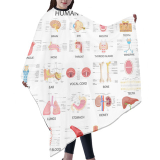 Personality  Chart Of Different Human Organs Hair Cutting Cape