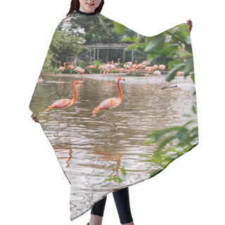 Personality  Couple Of Beautiful Pink Flamingo Staying In Zoo Pond And Group Of Flamingos On Shore, Barcelona, Spain Hair Cutting Cape