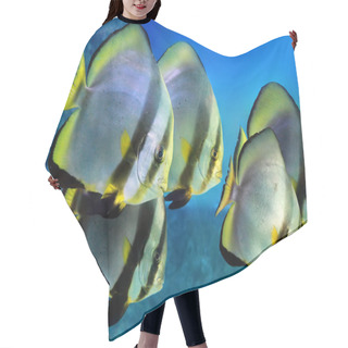 Personality  School Of Tropical Fishes Pinnate Batfish Hair Cutting Cape