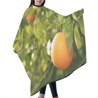 Personality  Orange Fruit Tree Before Harvest Spain Hair Cutting Cape