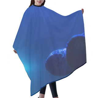 Personality  Turtle Swimming Under Water In Aquarium With Blue Lighting Hair Cutting Cape