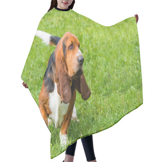 Personality  Basset Hound Profile On The Grass. Hair Cutting Cape