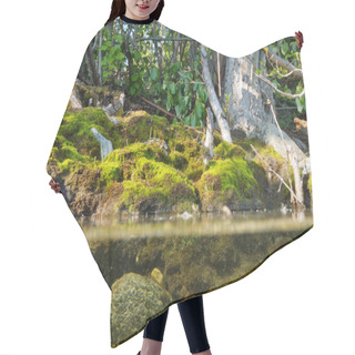 Personality  Riparian Habitat Ecosystem Of Forest Lake Shore Hair Cutting Cape