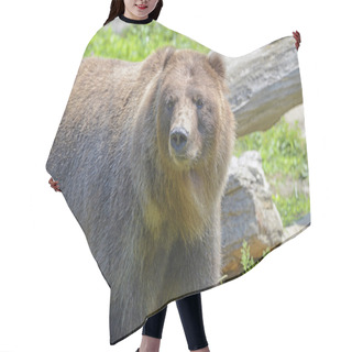 Personality  Grizzly Bear - Isolated Hair Cutting Cape