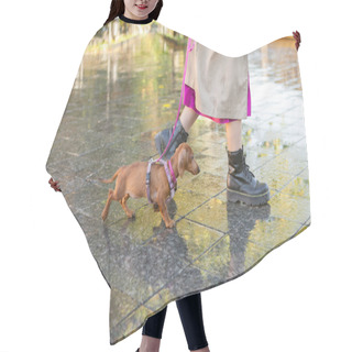 Personality  Walking With Your Pet. Woman Walking With Dachshund Puppy On Leash In City After Rain Hair Cutting Cape