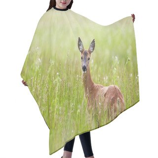 Personality  Doe In A Grass On Field Hair Cutting Cape