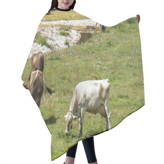 Personality  Bovines Grazing Hair Cutting Cape