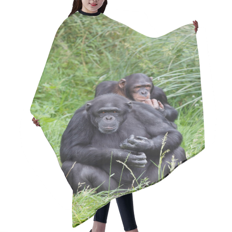 Personality  Chimp Chimpanzees Hair Cutting Cape