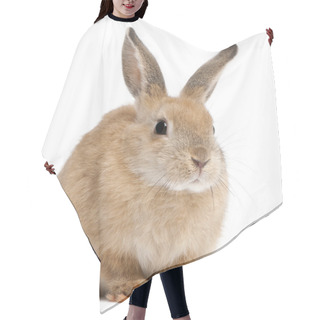 Personality  Bunny Rabbit In Front Of White Background Hair Cutting Cape