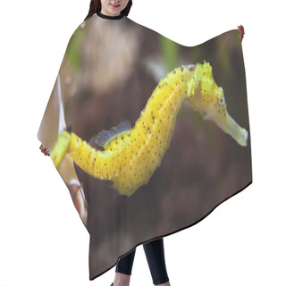 Personality  Slender Seahorse (Hippocampus Reidi). Hair Cutting Cape