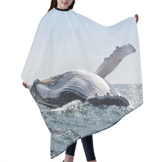 Personality  Humpback Whale Jumping In Puerto Lopez, Ecuador Hair Cutting Cape