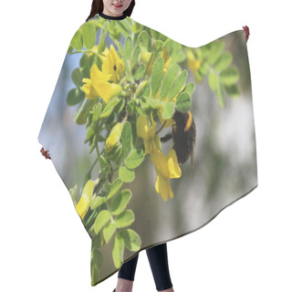 Personality  Blossoming Bladder Senna And A Bumblebee Hair Cutting Cape