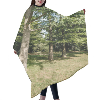 Personality  Row Of Trees Growing In Park On Sunny Day Hair Cutting Cape