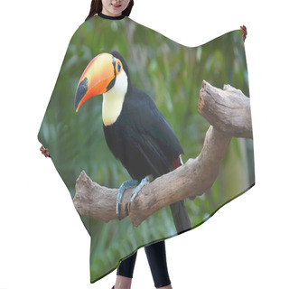 Personality  Toucan Hair Cutting Cape