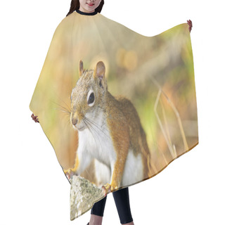 Personality  Cute Red Squirrel Closeup Hair Cutting Cape