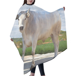 Personality  Ox. Hills On Background. Hair Cutting Cape