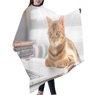 Personality  Bengal Cat In Glasses Works At A Table On A Computer Indoors Hair Cutting Cape