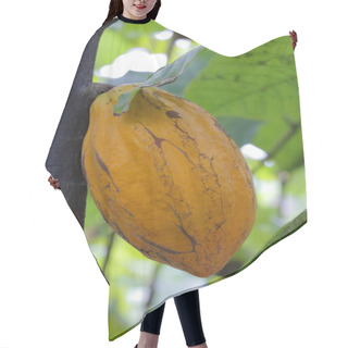 Personality  Cacao Fruit On A Tree Hair Cutting Cape