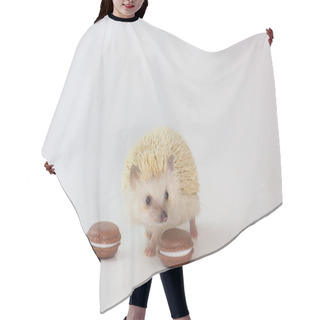 Personality  Positive Attitude And Good Mood. Have A Nice Day Concept. Cute African Dwarf Hedgehog Hair Cutting Cape