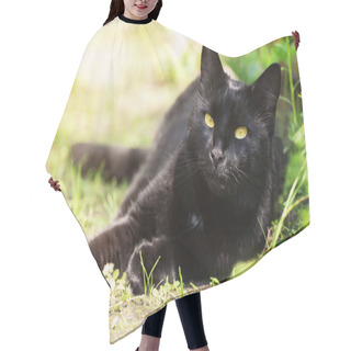 Personality  Beautiful Bombay Black Cat Portrait With Yellow Eyes And Attentive Look Lies In Spring Garden In Sunlight Hair Cutting Cape