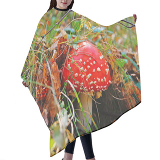 Personality  Amanita Muscaria Mushroom With A Red Cap In A White Dot And A White Leg In A Forest In Yellow Leaves And Green Grass On An Autumn Day Hair Cutting Cape