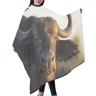 Personality  Buffalo In The Veld Hair Cutting Cape