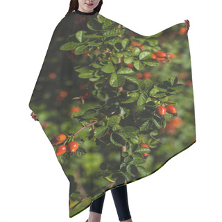 Personality  Close Up View Of Dog Rose Branch With Red Berries And Green Leaves Hair Cutting Cape