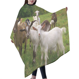 Personality  Goats Hair Cutting Cape
