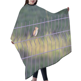Personality  A Willow Warbler Sitting Sitting On A Fence Made Of Welded Wire Mesh Panels, Blurred Background Hair Cutting Cape