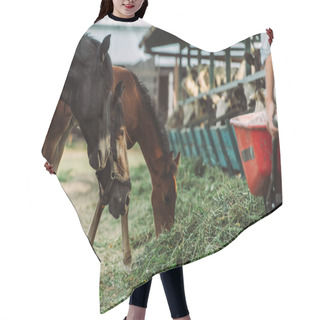 Personality  Cropped View Of Farmer Near Horse And Colt Eating Hay Near Cowshed On Farm Hair Cutting Cape