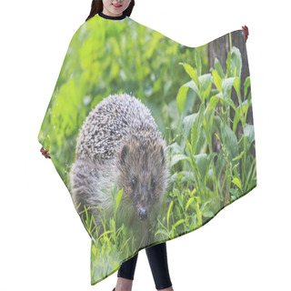 Personality  Hedgehog Among The Green Grass In The Garden Hair Cutting Cape