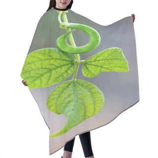 Personality  Green String Beans Hair Cutting Cape