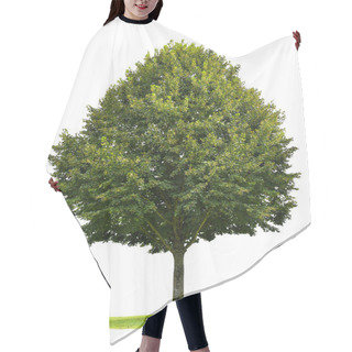 Personality  Green Linden Tree Isolated On White Background. Nature Object Hair Cutting Cape
