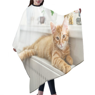 Personality  Cute Little Ginger Kitten With Amber Eyes Relaxing On The Warm Radiator Closeup Hair Cutting Cape