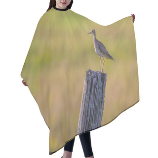 Personality  Upland Sandpiper On Field Post Hair Cutting Cape