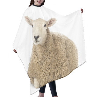 Personality  Sheep Lying Against White Background Hair Cutting Cape