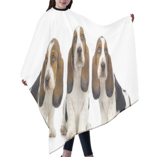 Personality  Basset Hound Puppies - Hush Puppies Hair Cutting Cape