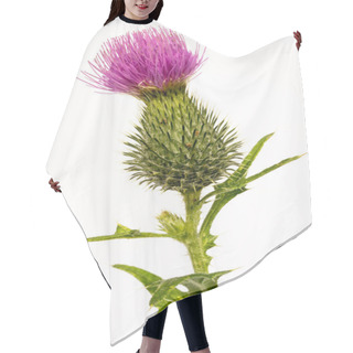 Personality  Silybum Marianum -milk Thistle Flower-head Isolated On White. Hair Cutting Cape