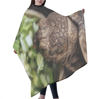 Personality  Top View Of Turtle Eating Fresh Chopped Lettuce  Hair Cutting Cape