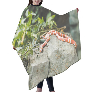 Personality  Orange And White Milk Snake Lying On Rock In Jungle Hair Cutting Cape