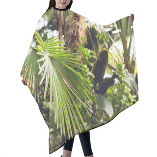 Personality  Selective Focus Of Green Palm Leaves In Orangery Hair Cutting Cape