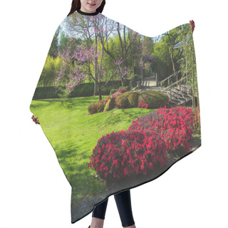 Personality  Red Rhododendron Bushes And  Sakura   Blossom . May  Hair Cutting Cape
