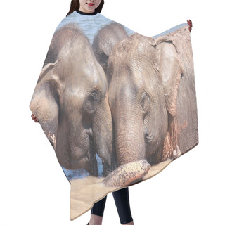Personality  Elephant Relationship Hair Cutting Cape