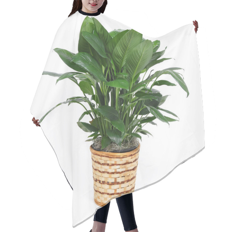 Personality  Houseplant hair cutting cape