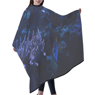 Personality  Fish Swimming Under Water In Dark Aquarium With Corals Hair Cutting Cape