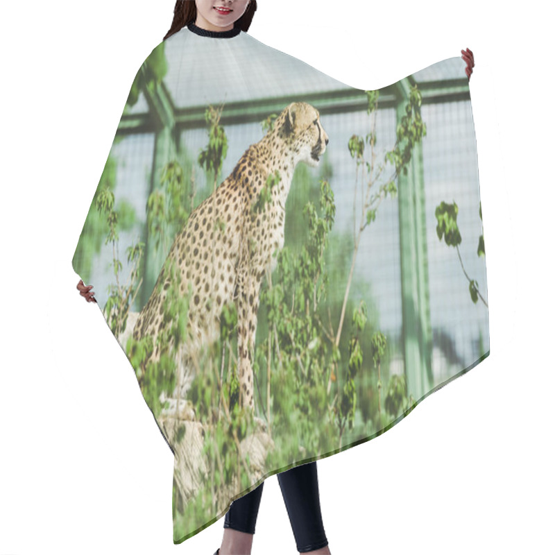 Personality  selective focus of wild leopard sitting near green plants in zoo  hair cutting cape