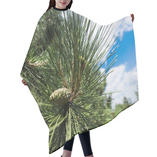Personality  Close Up Of Green Fir Tree With Needles Against Blue Sky  Hair Cutting Cape