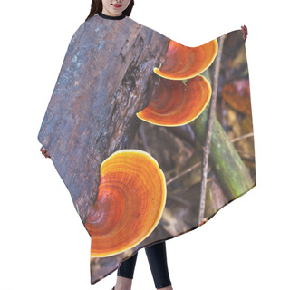 Personality  Brown Mushrooms Hair Cutting Cape